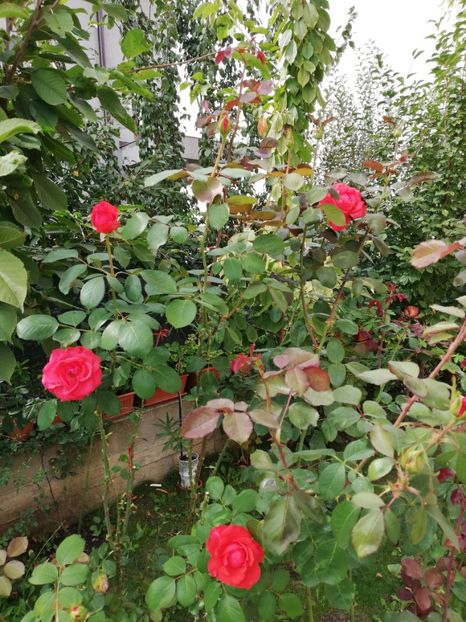  - Gradina septembrie 2018
