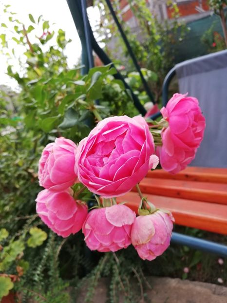  - Gradina septembrie 2018
