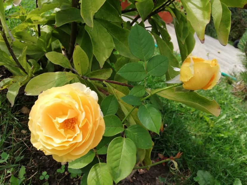  - Gradina septembrie 2018