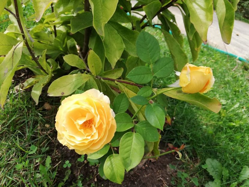  - Gradina septembrie 2018