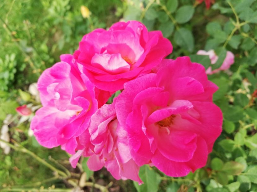  - Gradina septembrie 2018