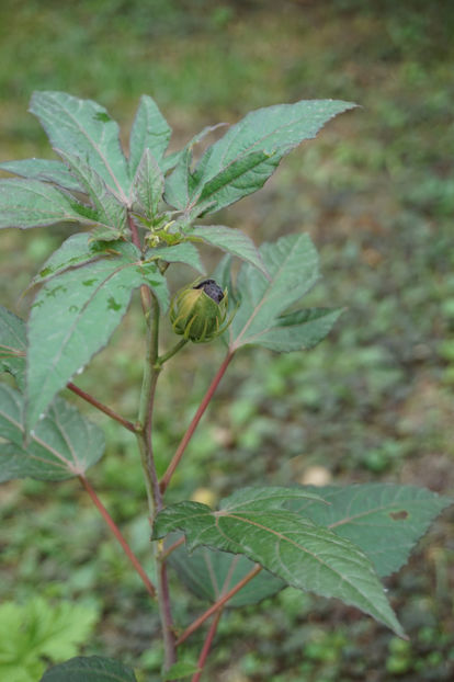 Puiul de summerific, din seminte - Hibiscus de gradina