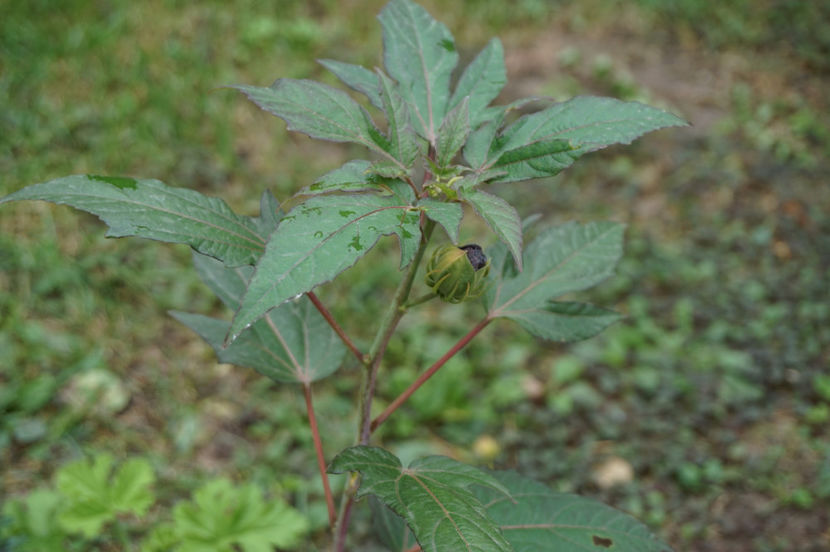 A făcut boboci - Hibiscus de gradina