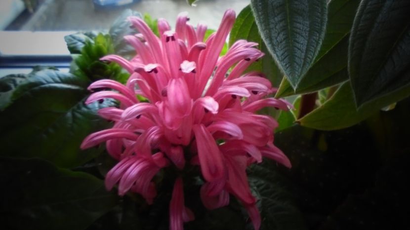 Justicia carnea - In glastra