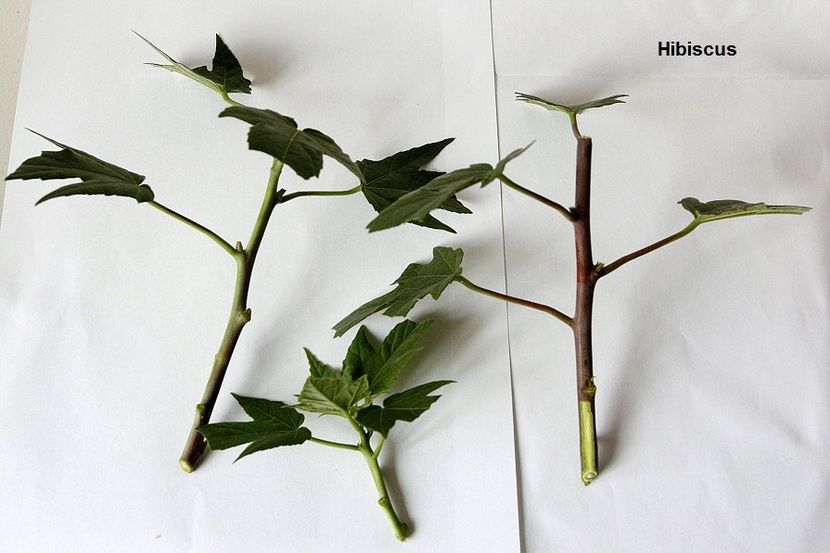 29.08.18 - Inradacinare butasi