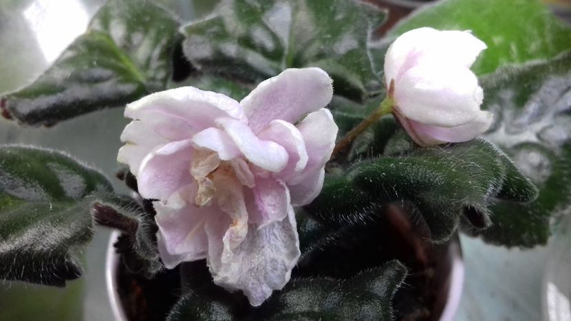 30.09.18 - ZZ LE Sashenka