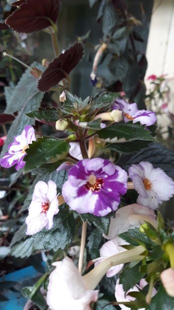  - 001 2021 - Little Lulu