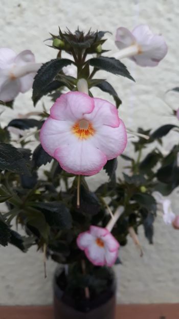  - Rugaminte identificare achimenes