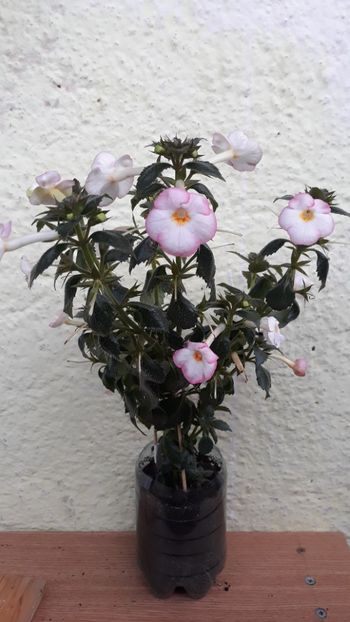  - Rugaminte identificare achimenes