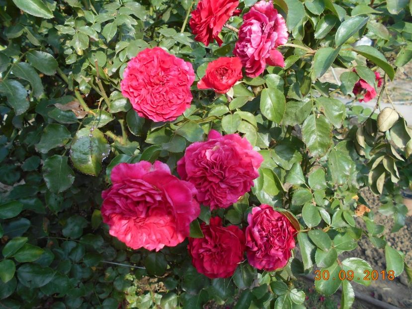  - Red Leonardo Da Vinci