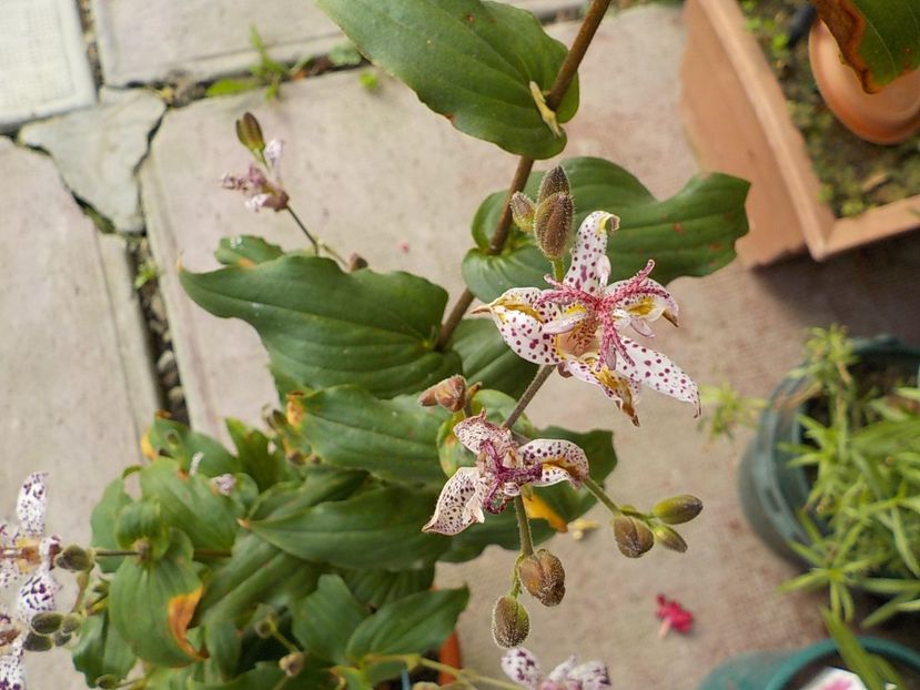  - tricyrtis hirta