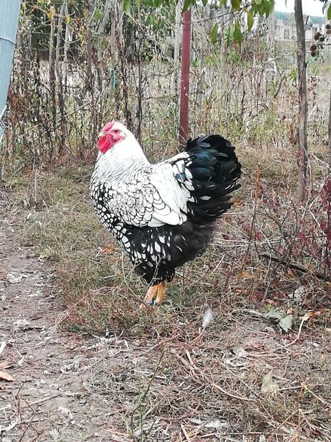 Tineret 2018 - WYANDOTTE ARGINTIU