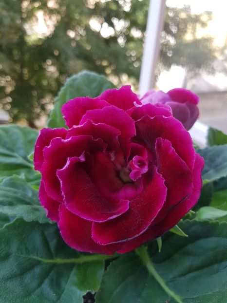  - GLOXINIA 2018