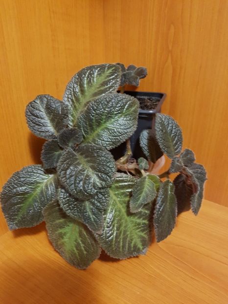  - EPISCIA
