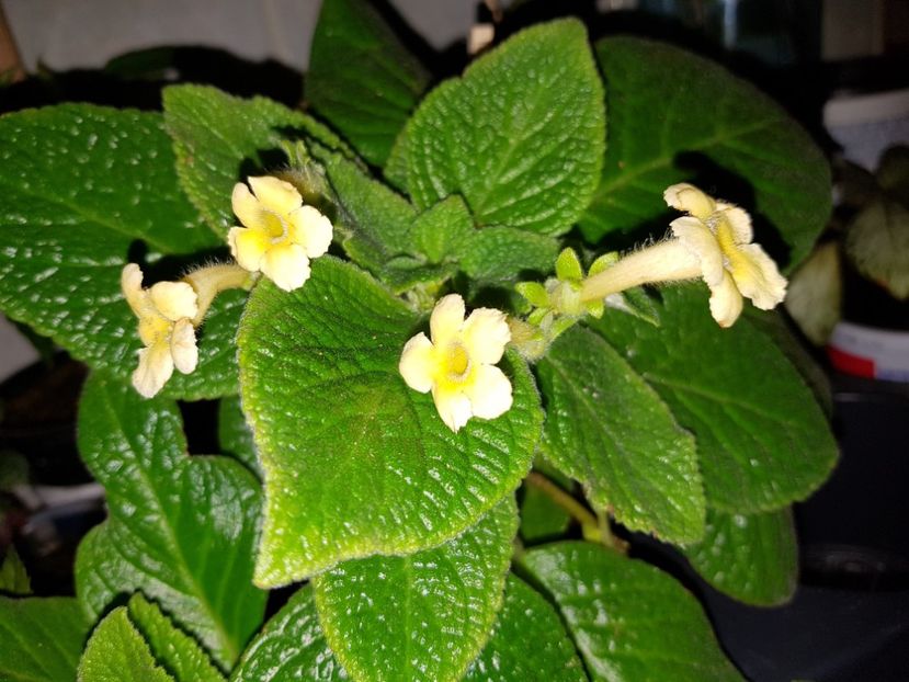  - EPISCIA