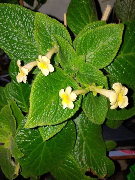  - EPISCIA