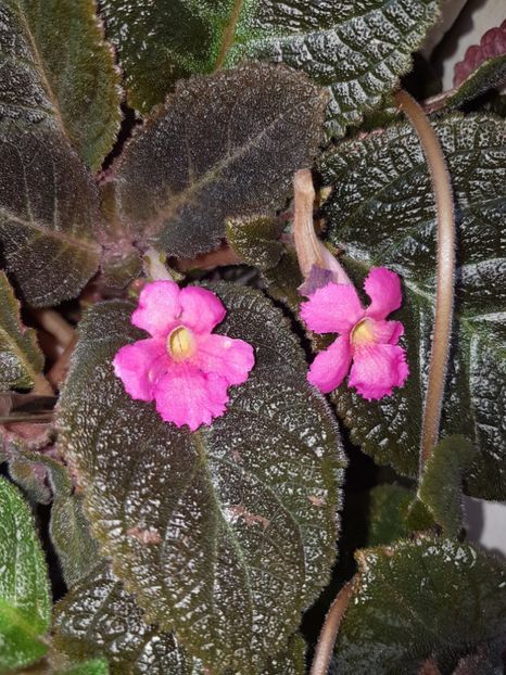  - EPISCIA