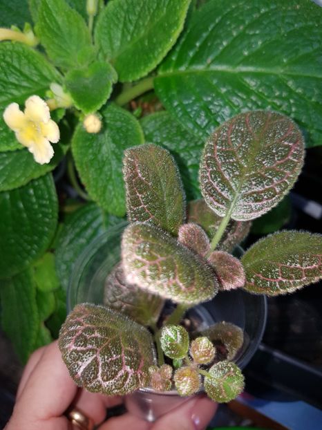  - EPISCIA