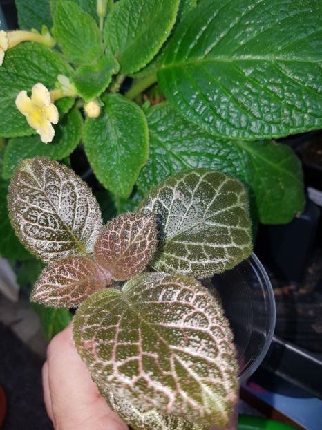  - EPISCIA