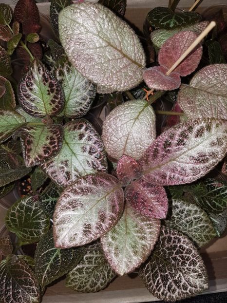 - EPISCIA