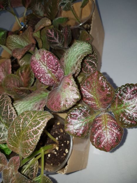  - EPISCIA