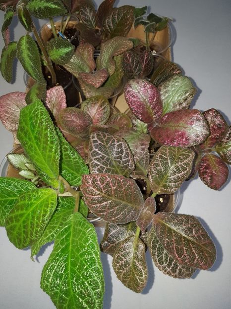  - EPISCIA