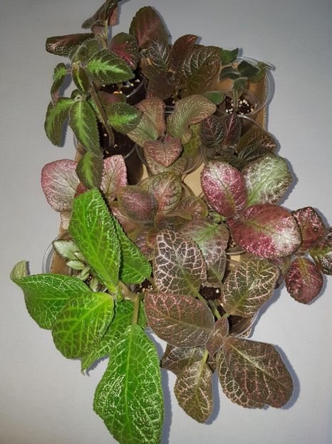  - EPISCIA