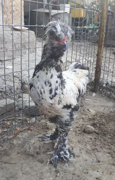 Cocos nr.1 pt matca 2019 - Pui gaina 2018
