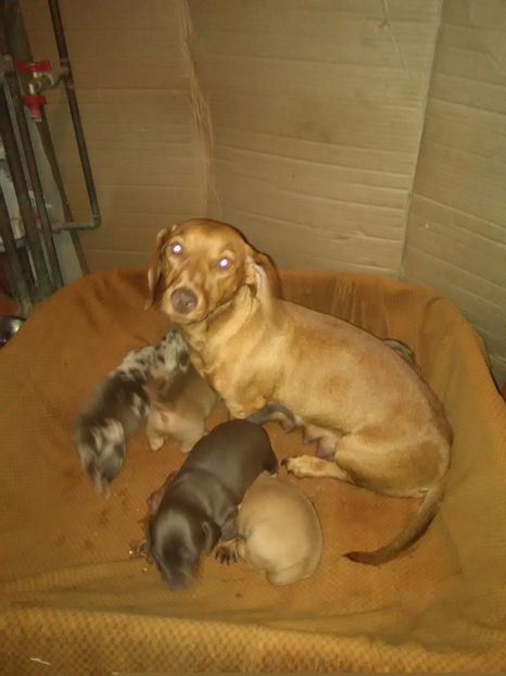 03/09/2018 - x-Teckel-Dachshund