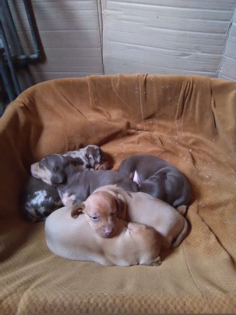  - x-Teckel-Dachshund