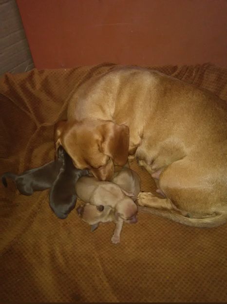  - x-Teckel-Dachshund