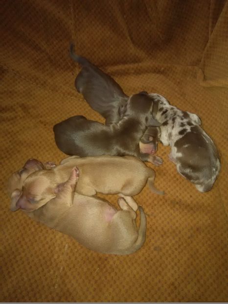  - x-Teckel-Dachshund