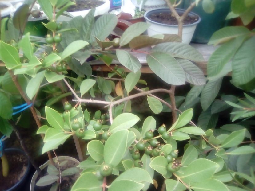 Fructe de guavă galbenă - Plante începînd din 30 septembrie 2018
