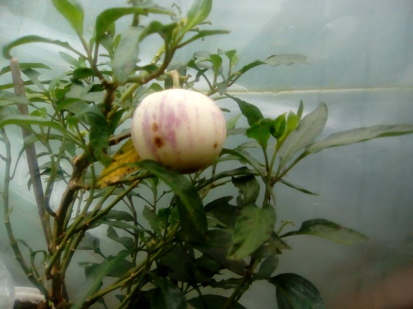 Fruct de pepino - Plante începînd din 30 septembrie 2018