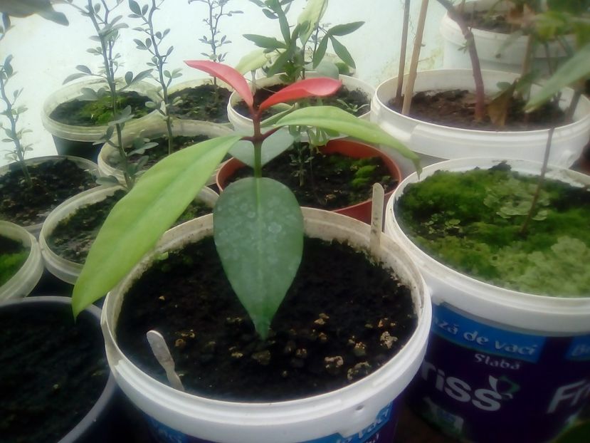 Mangostan galben- garcinia dulcis - Plante începînd din 30 septembrie 2018