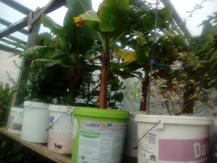 Banani musa tropicana - Plante începînd din 30 septembrie 2018