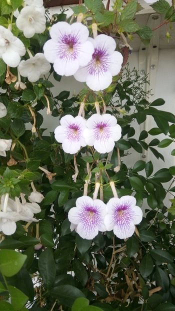  - Ambroise Verschaffelt