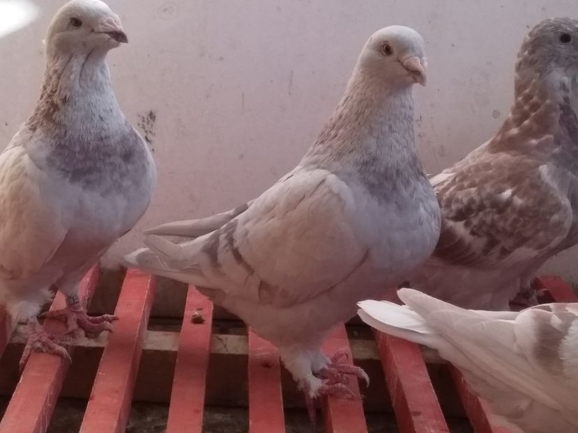  - SFÂRȘIT DE SEZON 2018