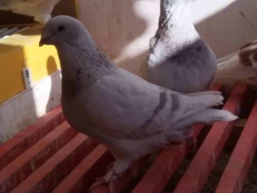  - SFÂRȘIT DE SEZON 2018