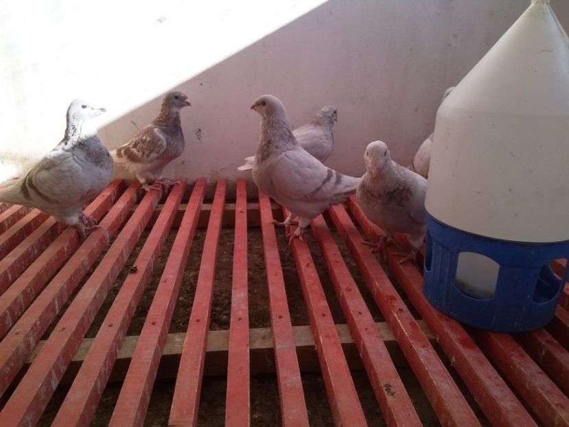 - SFÂRȘIT DE SEZON 2018