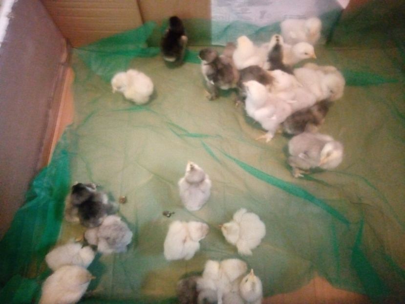 42873566_2203646993211462_5303353380045848576_o - Puisori brahma albastru de vanzare