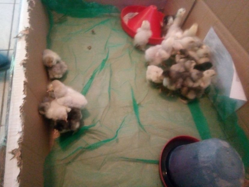 42943820_2203646973211464_8769176702682136576_o - Puisori brahma albastru de vanzare