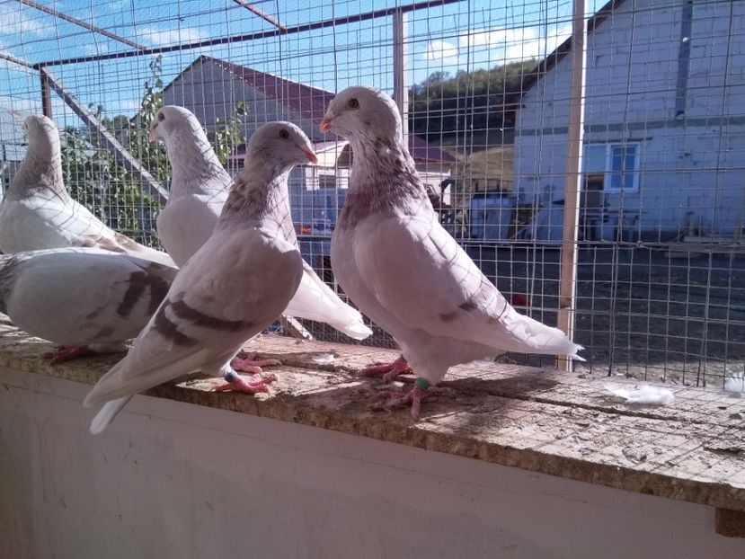 - SFÂRȘIT DE SEZON 2018