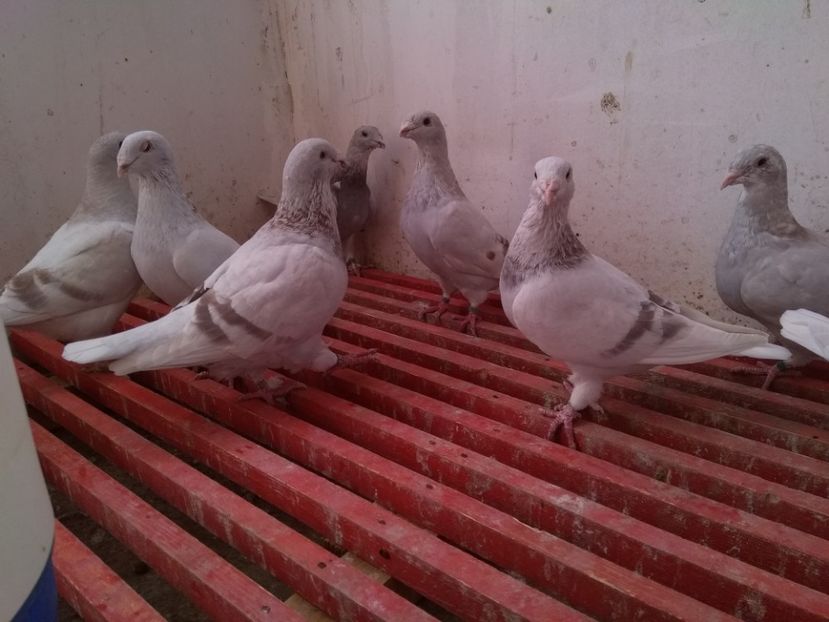  - SFÂRȘIT DE SEZON 2018