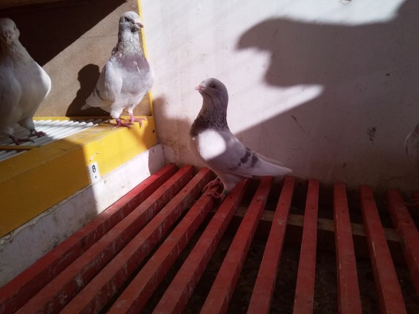  - SFÂRȘIT DE SEZON 2018