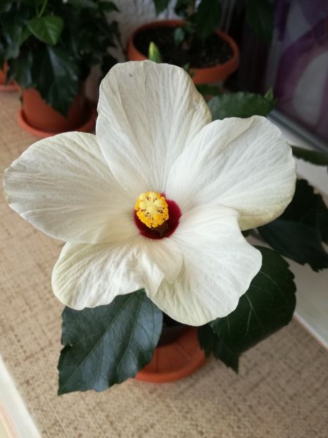  - hibiscus