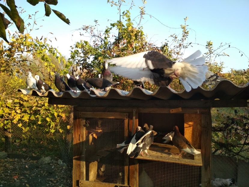  - 1 ROLLER DE BIRMINGHAM 2018