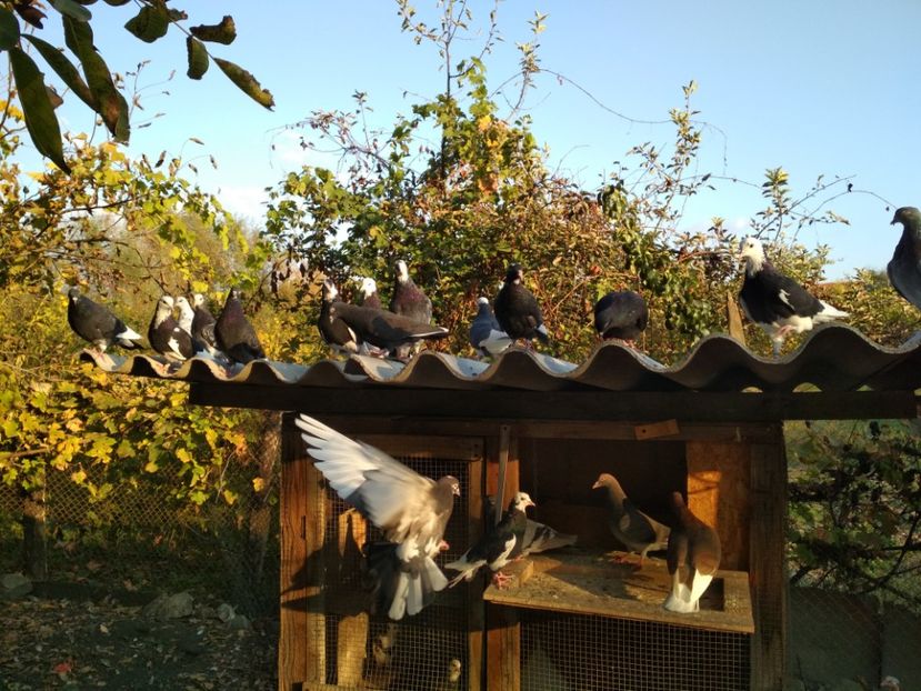  - 1 ROLLER DE BIRMINGHAM 2018