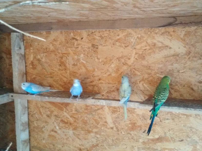  - 1 PERUSI 2018-2019