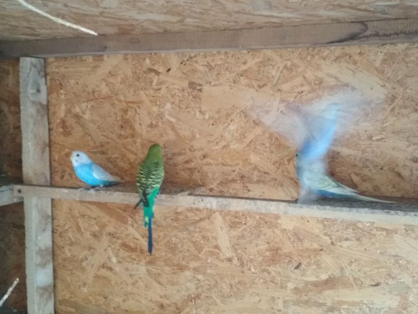  - 1 PERUSI 2018-2019